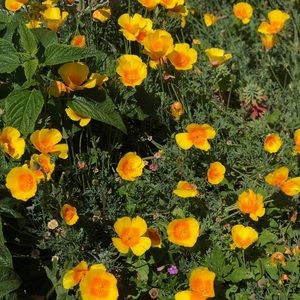 Meet your Posher, Sabrina